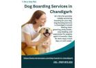 Dog Boarding Services in