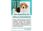 Day Boarding for Pets in