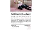 Pet Sitter in