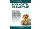 Dog Hostel in