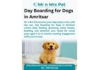 Day Boarding for Dogs in