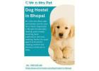 Dog Hostel in