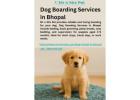 Dog Boarding Services in