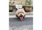 American Bully and American Pitbull Terrier Puppies for sale |