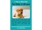 Pet Sitter in