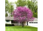 Eastern Redbud Tree