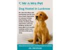 Dog Hostel in