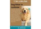 Dog Sitter in