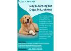 Day Boarding for Dogs in