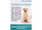 Pet Sitter in