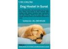 Dog Hostel in