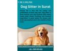 Dog Sitter in