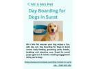 Day Boarding for Dogs in