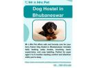Dog Hostel in