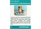 Dog Sitter in