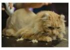 Cat Grooming In