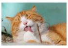 Cat Grooming in