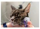 Cat Grooming in