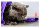 Cat Grooming in