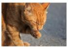 Cat Grooming in