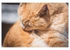 Cat Grooming in