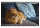 Cat Grooming in