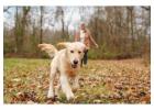 Golden Retriever Indiana Breeder Offering Healthy Puppies With Loving Care