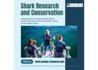 Shark Research and Conservation