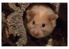 Small Pets Grooming in