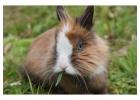 Small Pets Grooming in