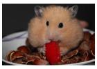 Small Pets Grooming in