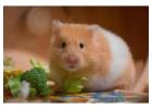 Small Pets Grooming in