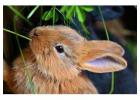 Small Pets Grooming in
