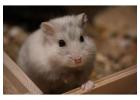Small Pets Grooming in