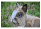 Small Pets Grooming in