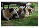 Small Pets Grooming in