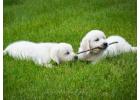 English Cream Golden Retriever: Gentle, Intelligent, and Loyal Pets