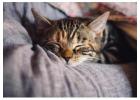 Cat Hostel in