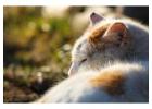 Cat Hostel in