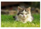Cat Hostel in