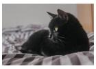 Cat Hostel in