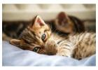 Cat Hostel in