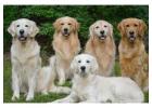 English Cream Golden Retriever: Gentle, Intelligent, and Loyal Pets