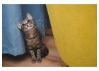 Cat Hostel in