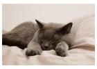 Cat Hostel in