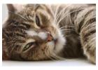Cat Hostel in