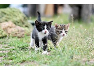 Cat Hostel in Cat Hostel in