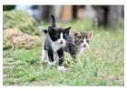 Cat Hostel in