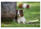 Small Pets Hostel In