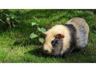 Small Pets Hostel In Small Pets Hostel In